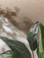 Covor interior/exterior Naoto Beige/Black 